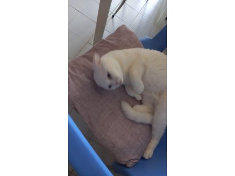 7 aylık scottish fold kırık kulak