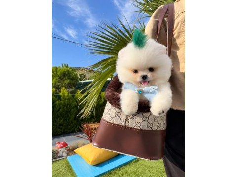Orjinal pomeranian boo bebeğimiz miya