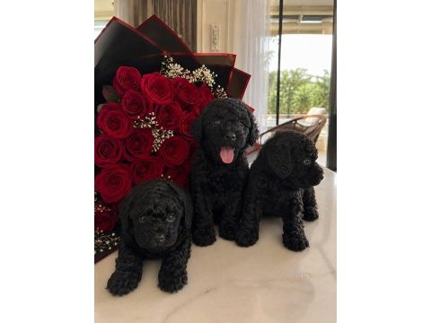 Siyah toy poodle yavruları