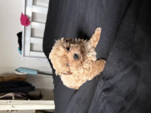 Eşsiz kore maltipoo bebekler