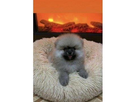 Üst kalite pomeranian boo erkek teddy bear