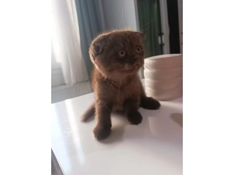 Scottish fold yavrumuz yeni sahibini bekliyor.