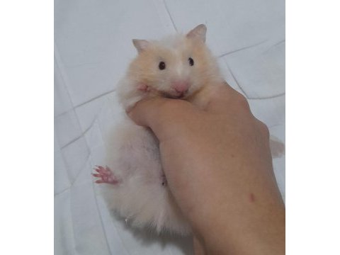 Safkan teddy bear hamster yavruları