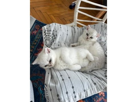 British silver shorthair