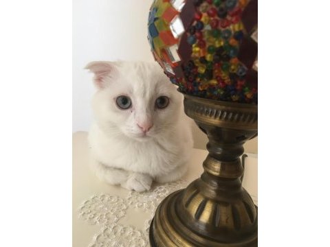 Kehribar ve mavi gözlü beyaz erkek scottish fold
