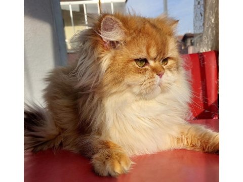 Golden erkek british longhair (eşleme ilanıdır)