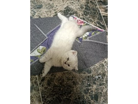En güzel kediler biziz