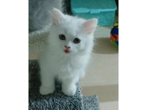 Pamuk şekeri british longhair