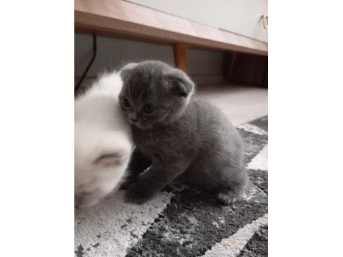 Scottish fold yavrularımız