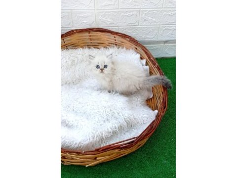 Kediler böyle güzeli başka yok