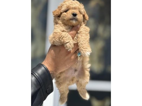 Petmode köpek çiftliğinden tea cup maltipoo