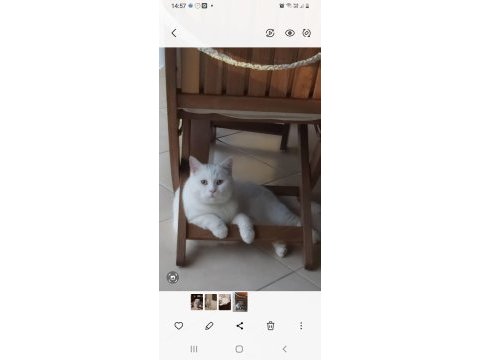British shorthair sağlıklı kedimiz