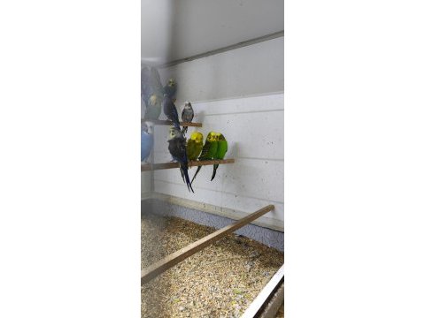 Çeşitli muhabbet kuşları show, jumbo, blackface, japones