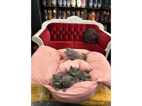British shorthair