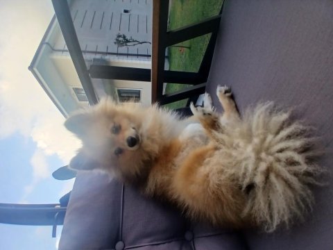9 aylık erkek pomeranian