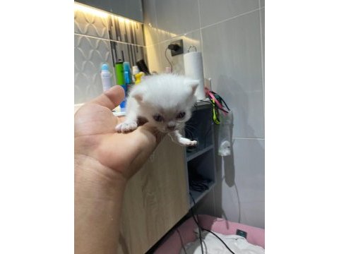 Sevimli british shorthair yavrular sıcak yuvalarını arıyor