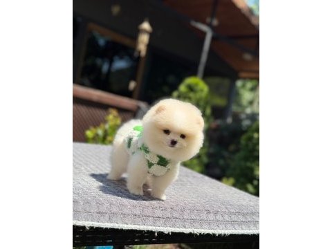 Sağlık ve ırk garantili pomeranian