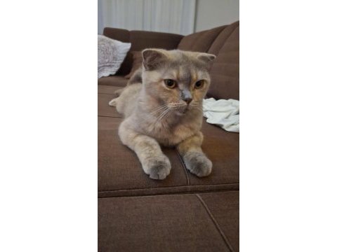 Tam bir dost canlısı scottish fold