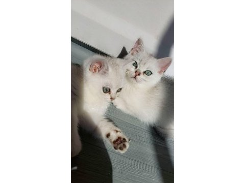 British shorthair 2 aylık dişi yavrular