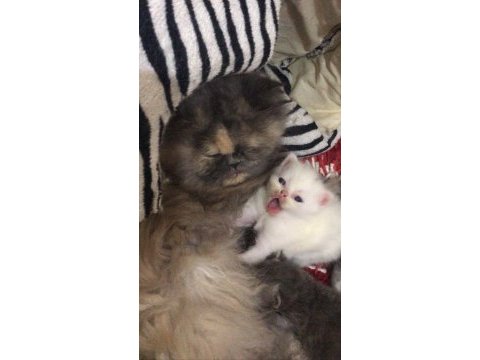 Acil yuva chinchilla