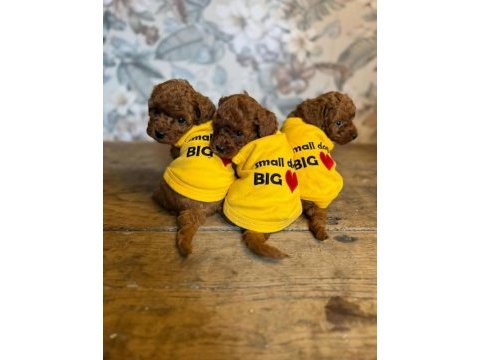 3 aylık aşıları tam toy poodle