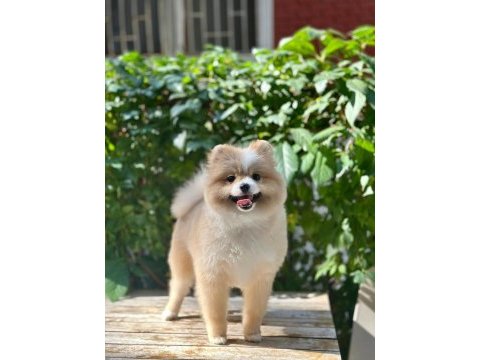Pomerian boo erkek