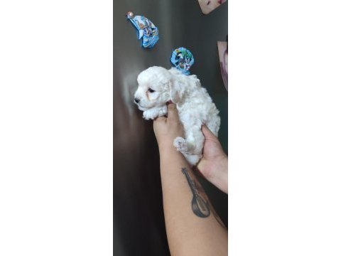 Tombiş maltipoo yavrular
