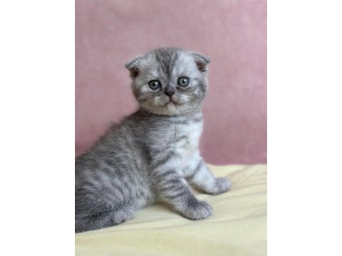 Scottish fold 1,5 aylık