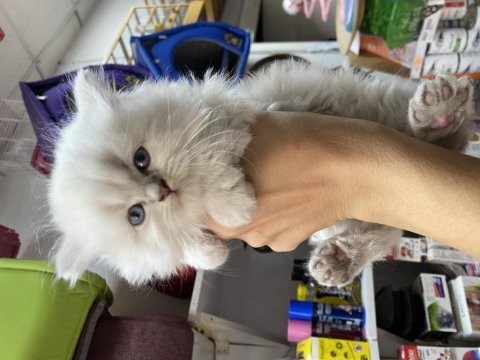 45 günlük british shorthair yavrularımız 