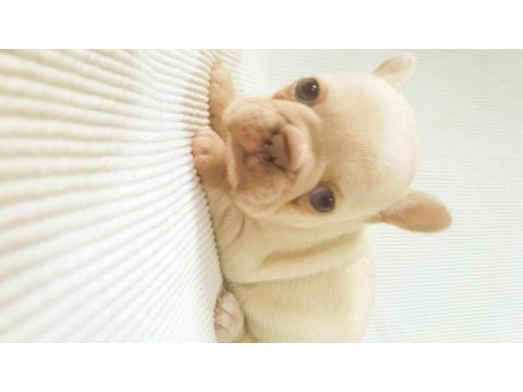 Merle paltinyum lilac blue french bulldog