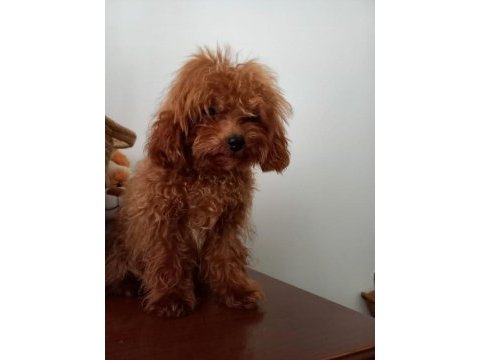 7 aylık maltipoo yeni ailesine arıyor