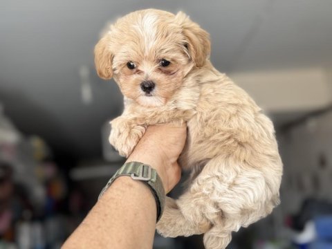 Petmode köpek çiftliğinde ziyarete açık kore maltipoo