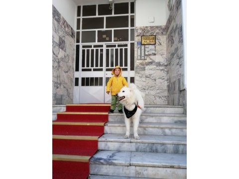 1 buçuk yaşında samoyed