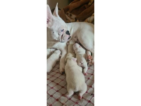 3 haziran doğumlu beyaz mavi göz french bulldog