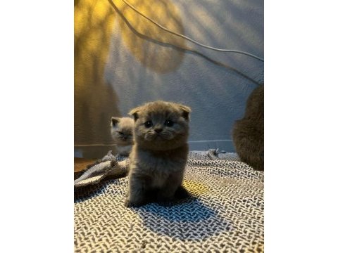 Scottish fold kedimiz bebeklerimiz yeni yuvalarını arıyor