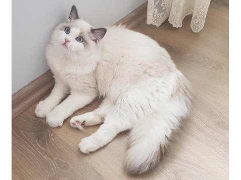 Sahibinden safkan secereli ragdoll bicolor erkek yavruları