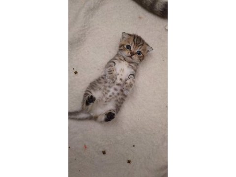 Scottish fold yeni yuvasını arıyor