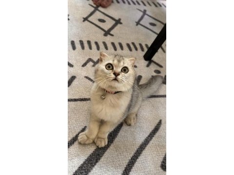 4,5 aylık erkek british shorthair orjinal, ücretsiz