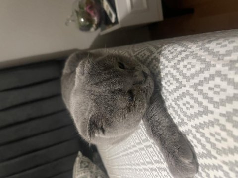British shorthair 5.5 yaşında