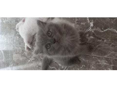 6 scottish fold yavru