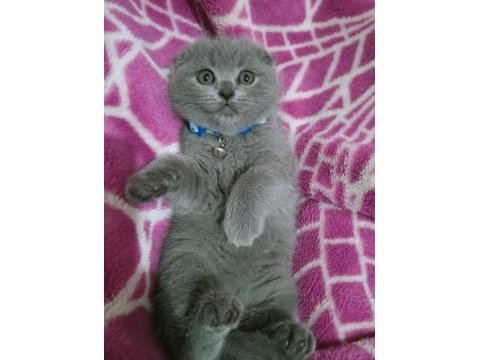 Top kafa ayı surat scottish fold oyuncu bebeğimiz