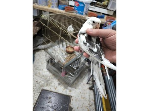 Siyah beyaz beşiktaş kılar için sultan papağanı