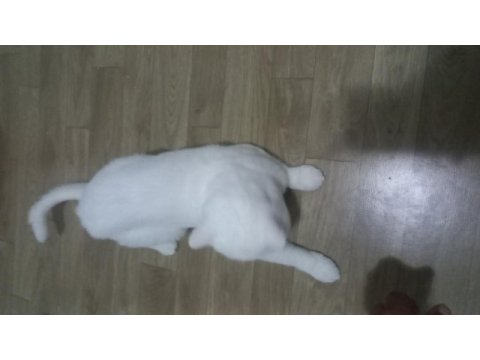 Çipli aşıları eksiksiz british shorthair