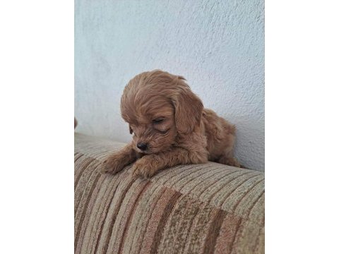 Cockapoo 2 aylık yavrular yeni yuvalarını arıyor