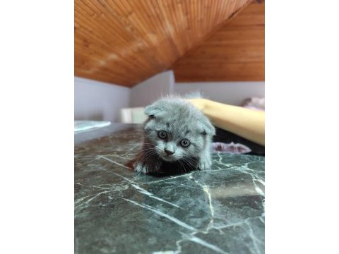 Uygun şartlarda scottish fold kedilerimiz