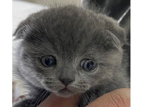 Yavru scottish fold bebekler