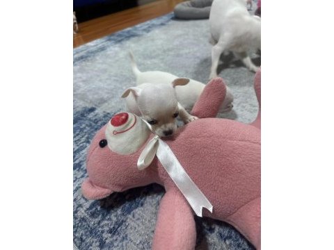 Saf kan chihuahua