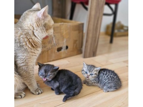 Golden british shorthair yavruları