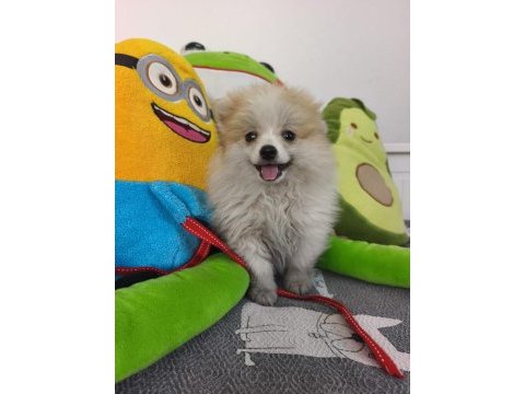 Pomeranian boo yavru
