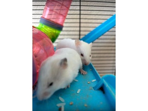 Bebek suriye hamster